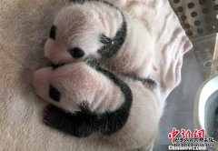 <a href="/news/2017/0522/3.html">2017��ȫ���׶�Ȧ������è˫��̥�ڳɶ�����</a>